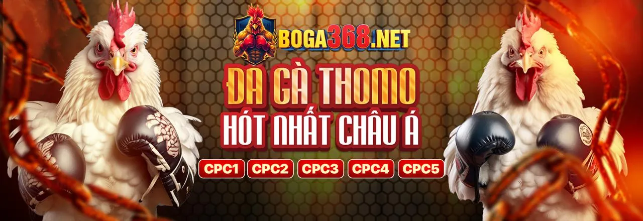 Đá gà trực tiếp 999 với khung cảnh trận đấu sôi động